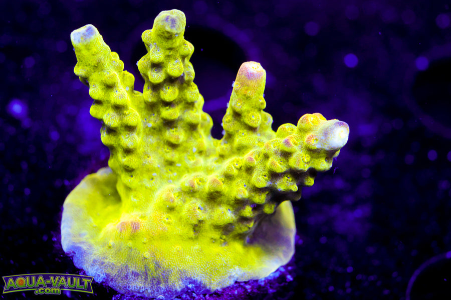 Paletta Pink Tip Acro