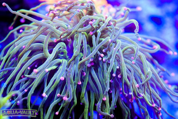 Pink Tip Torch