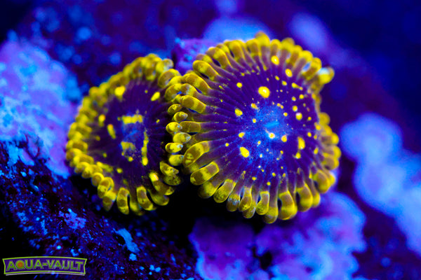 Exosphere Zoa