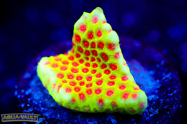 Red Eye Yellow Porites