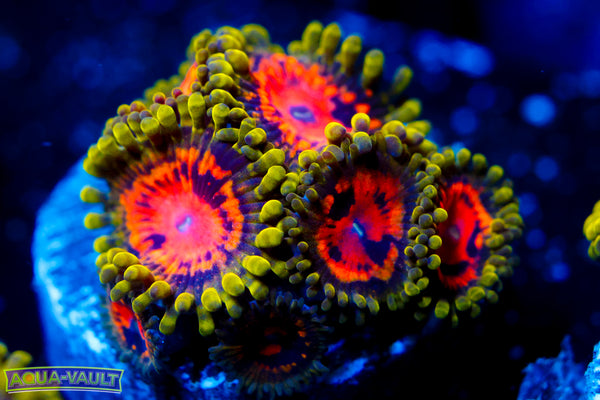 Marvin the Martian Zoa