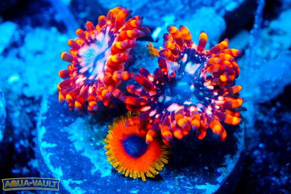 Utter Chaos + Great Owl Zoa