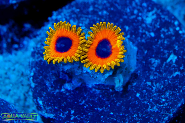 Great Owl Zoa