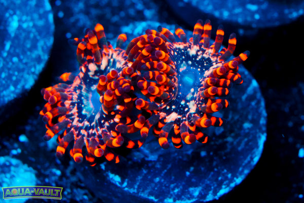 Utter Chaos Zoa