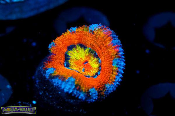 CV Kill Shot Acan