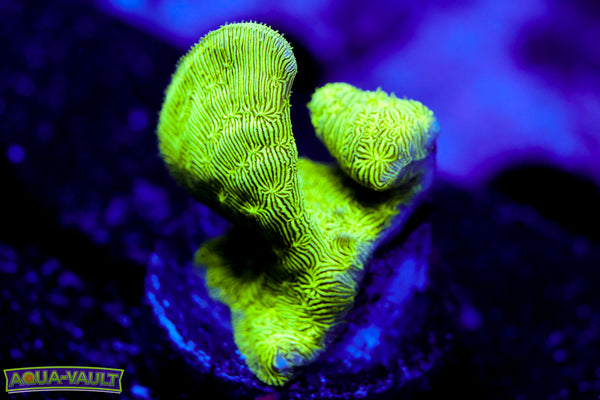 ORA Mint Chip Pavona