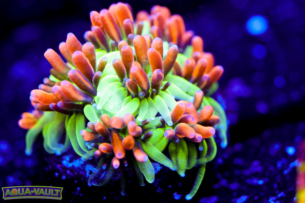 Marigold Galaxea