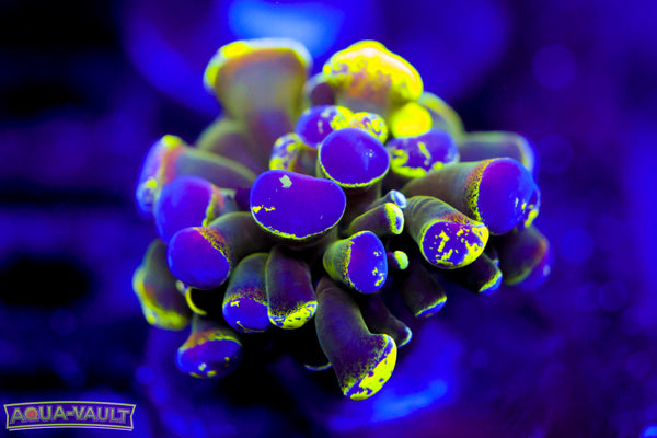 Nicest Splatter Hammer Ive Ever Seen (last one)