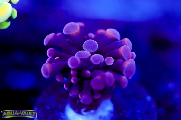 Purple Queen Branching Hammer