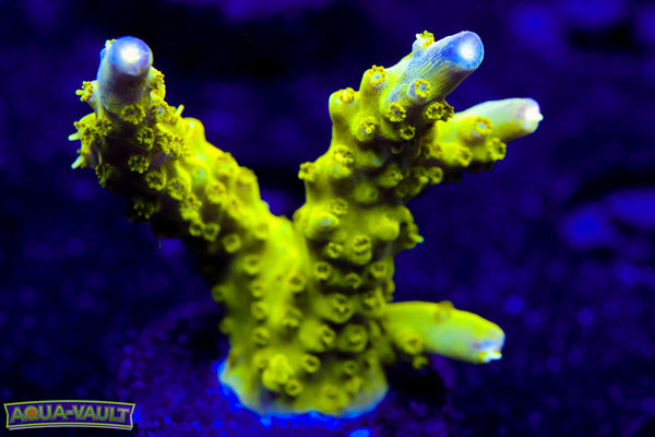Paletta Pink Tip Acro