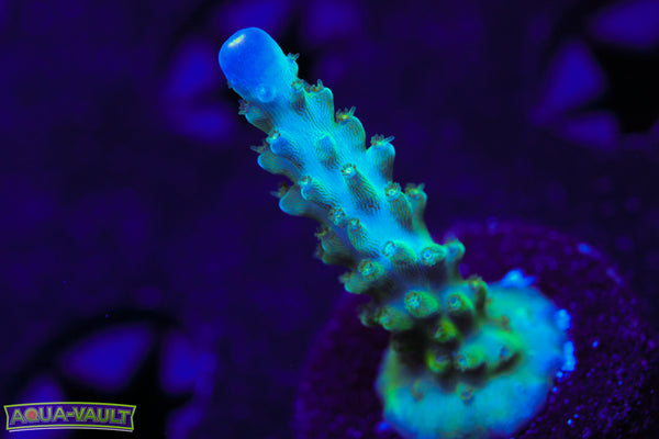 Tricolor Valida Acro