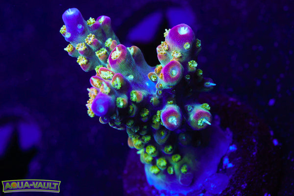 JF Shocktart Acro