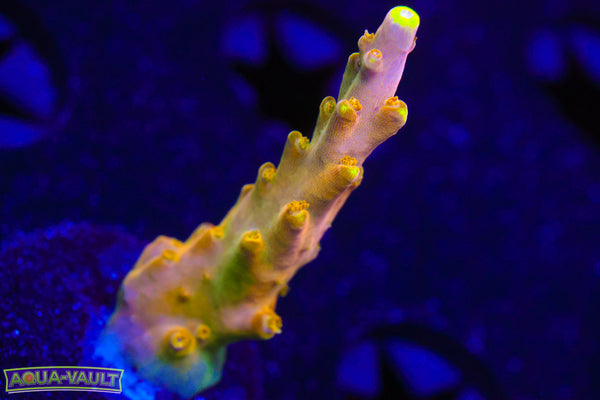 CB Golden Jawdropper Acro
