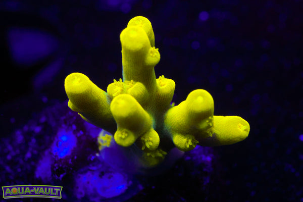 WWC Yoda Acro
