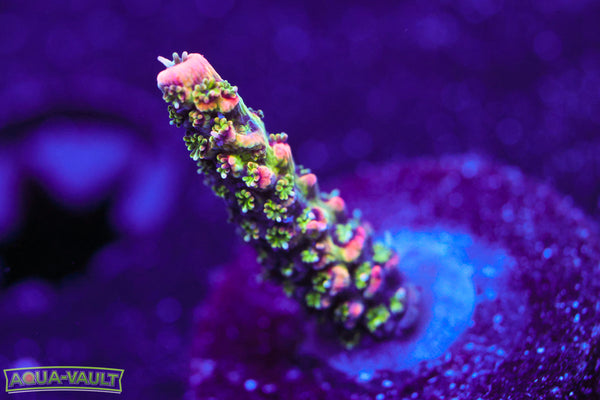 JF Solar Flare Acro