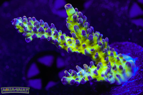 ORA Pearlberry Acro