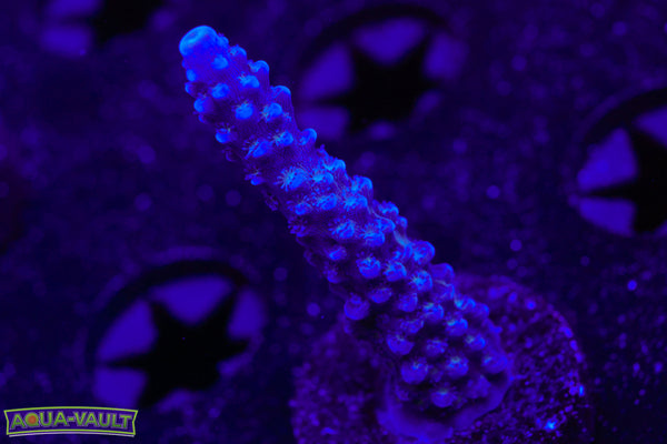UW Blue Slimer Acro