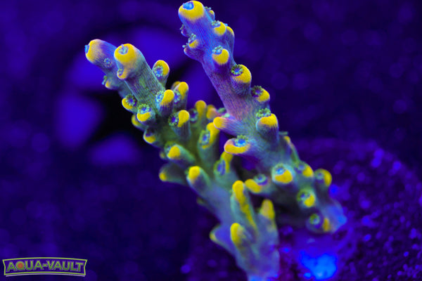 Candyland Acro