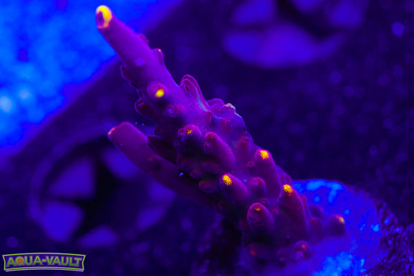 JF Foxflame Acro