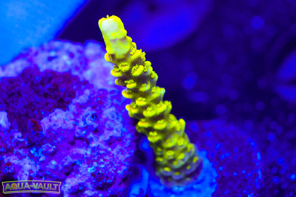 Raising Reef Sunrise Milli  Acro