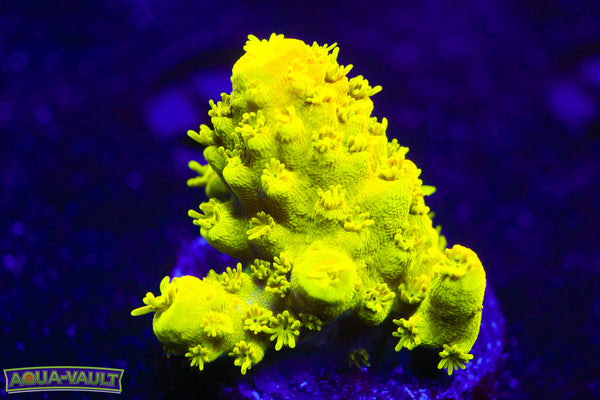 CV Hulk Acro