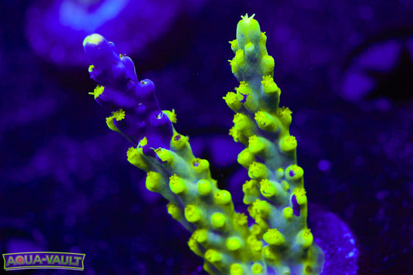 UW Oompa Loompa Splice Acro