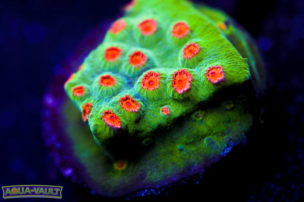Jingle Bells Cyphastrea