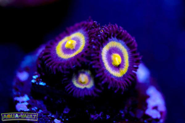 UC Shapeshifter Zoa