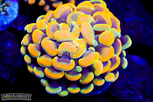 Rainbow Gold Branching Hammer