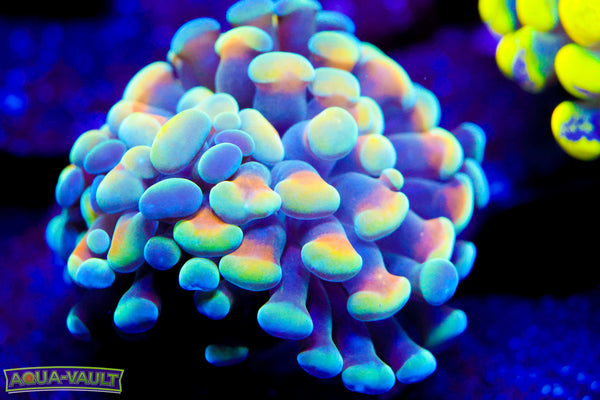Hologram Branching Hammer