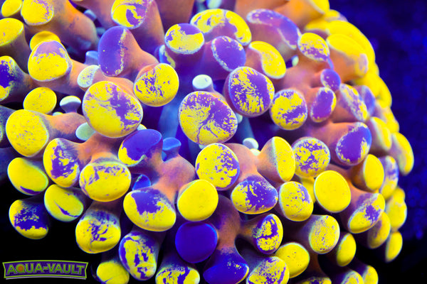 TRUE YELLOW Toxic Splatter Hammer