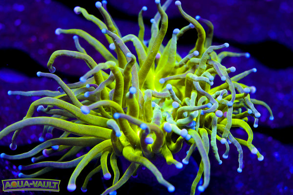 Cotton Candy Torch Coral