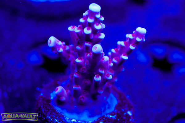BC Space Laser Acro