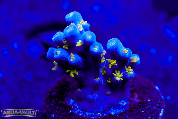 ORA Bellina Acro