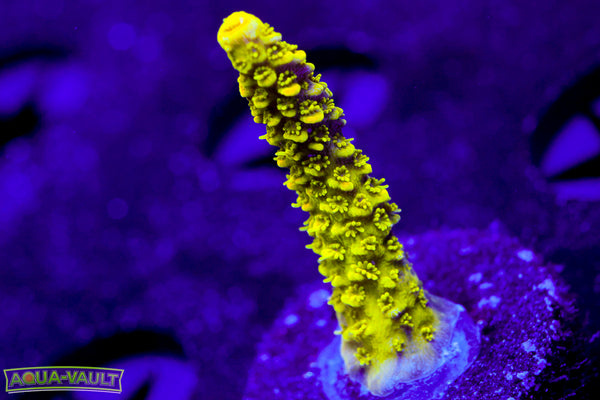 Raising Reef Sunrise Milli  Acro