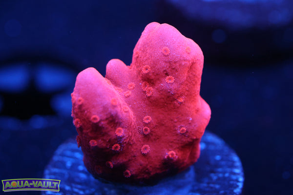 Montipora Setosa