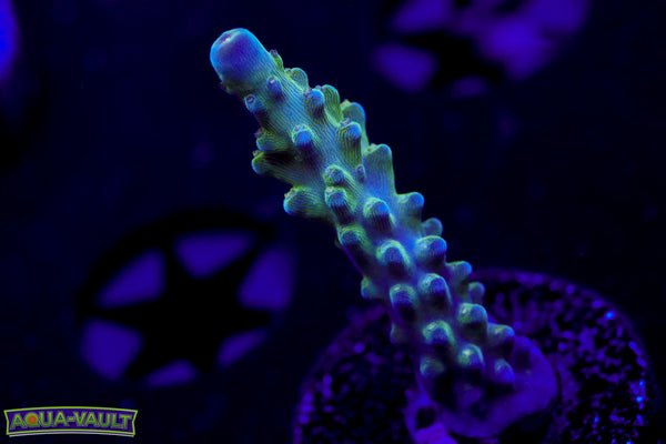 Tricolor Valida Acro