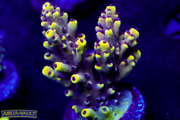 CV Crab Rangoon Acro