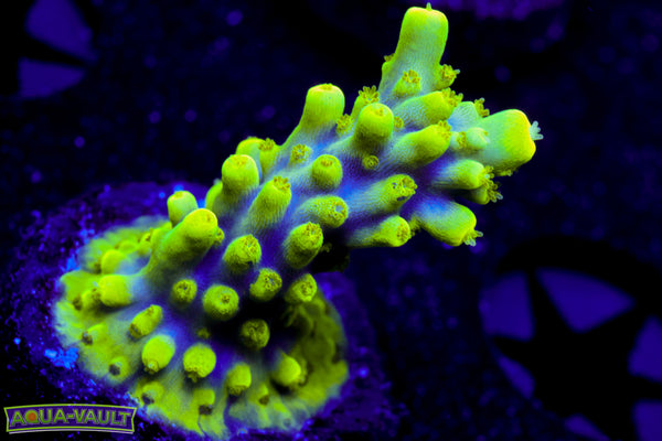 Oompa Acro
