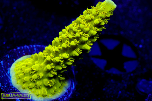 Bali Green Slimer  Acro