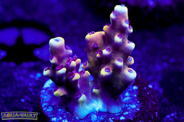 RRC Pink Cadillac Acro