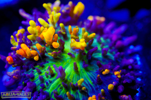 Magic Carpet Bounce Mushroom