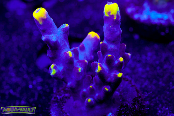 JF Foxflame Acro