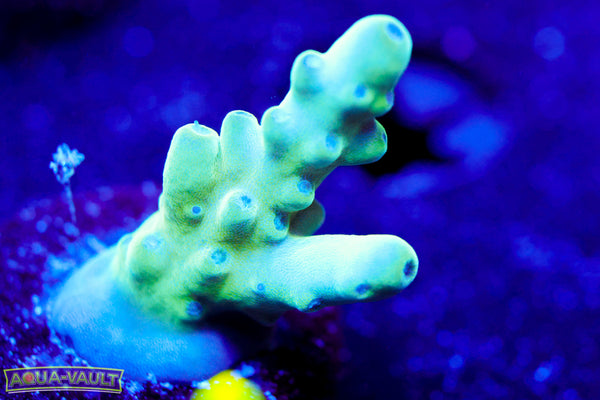 Raising Reef Blue Thunder Acro