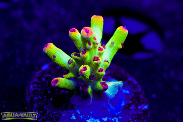 Raising Reef Strawberry Shortcake Acro