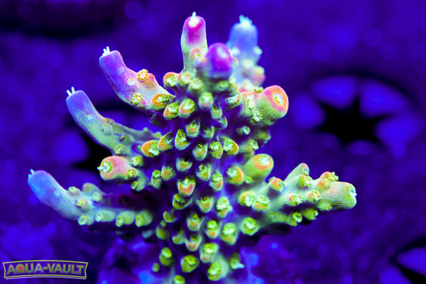 JF Shocktart Acro