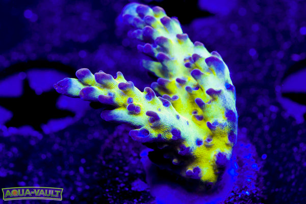 ORA Pearlberry Acro
