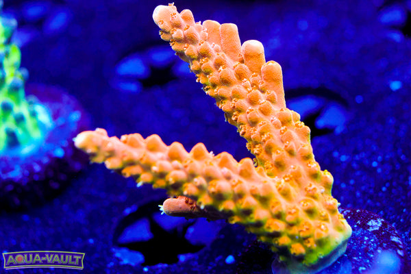 TGC Orange Creamcicle Acro