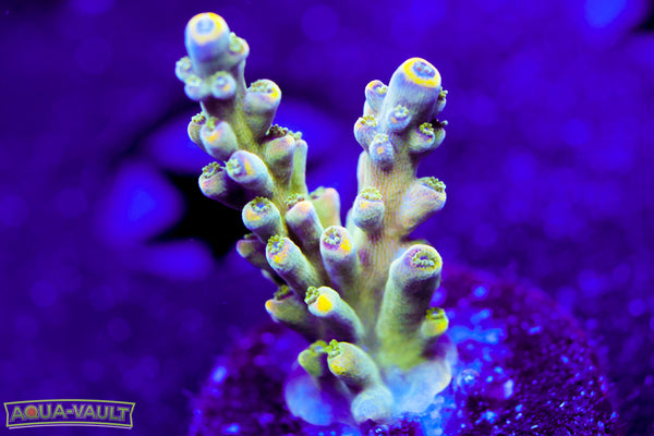 Candyland Acro