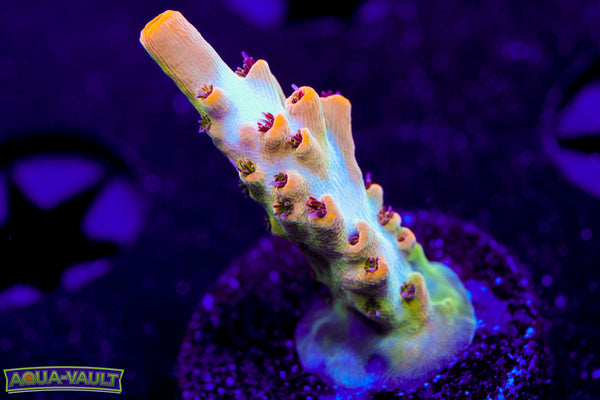 Greg’s Unicorn Acro